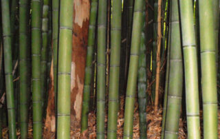 Phyllostachys-bambusoides-Medake