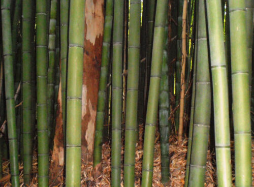 Phyllostachys-bambusoides-Medake