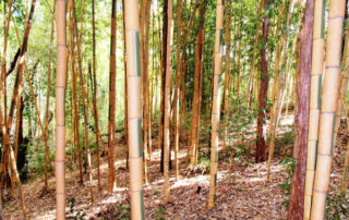 Phyllostachys-bambusoides-cv.-castilloni-Castilloni’s-bamboo