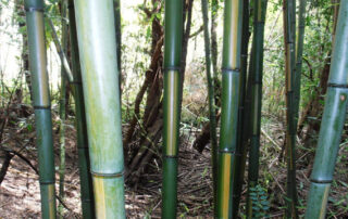 Phyllostachys-bambusoides-cv.-castilloni-inversa-Inverted-castilloni