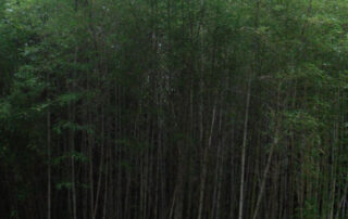 Phyllostachys-meyerii-Meyer’s-bamboo