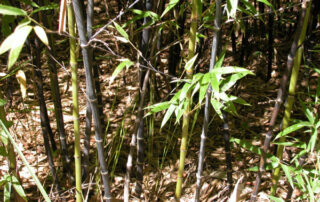 Phyllostachys nigra - (Running black)