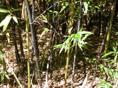 Phyllostachys nigra - (Running black)