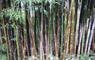 Phyllostachys nigra cv. boryana - (Leopard bamboo)