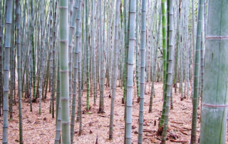 Phyllostachys pubescens (Moso)