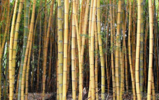 Phyllostachys-sulphurea-cv.-robert-young-Robert-young-bamboo