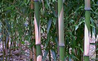 Pleioblastus simonii (Simon’s bamboo)