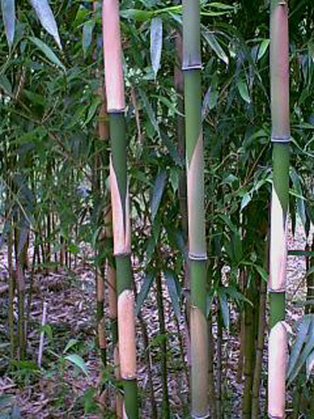 Pleioblastus simonii (Simon’s bamboo)