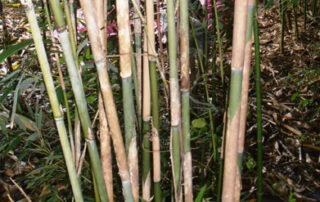 Pseudosasa-japonica-Arrow-bamboo