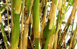 Pseudosasa japonica f. tsutsumiana (Green onion bamboo)