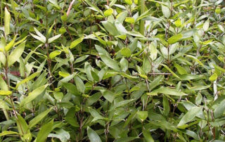 Shibatea kumasaca (Ruscus bamboo)